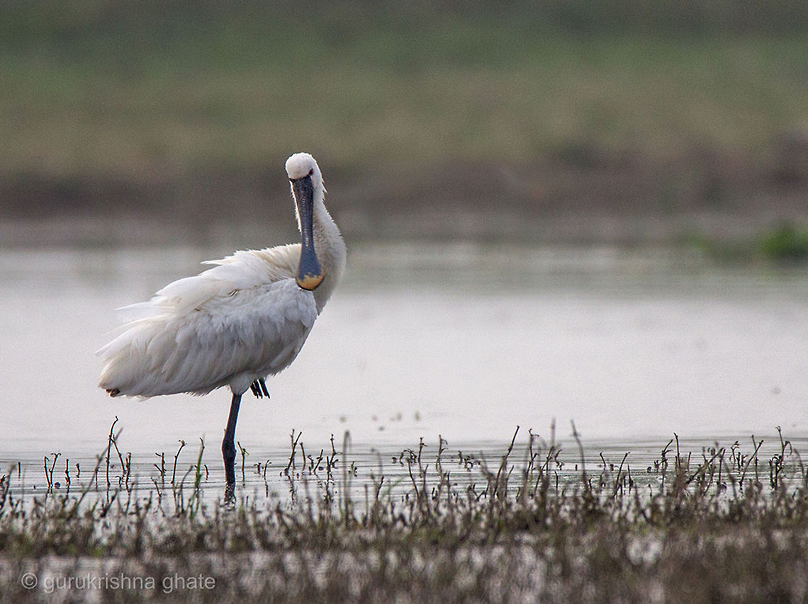 The Eurasian Spoonbill  Eurasian Spoonbill,Geotagged,India,Platalea leucorodia