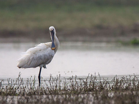 The Eurasian Spoonbill  Eurasian Spoonbill,Geotagged,India,Platalea leucorodia