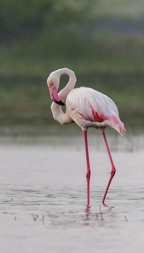 The Greater Flamingo  Geotagged,Greater Flamingo,India,Phoenicopterus roseus
