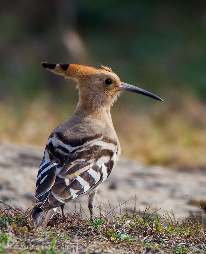 The Hoopoe  Geotagged,Hoopoe,India,Upupa epops