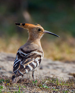 The Hoopoe  Geotagged,Hoopoe,India,Upupa epops