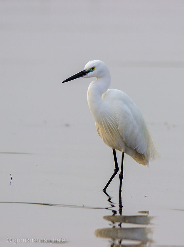 The Little Egret  Egretta garzetta,Geotagged,India,Little Egret