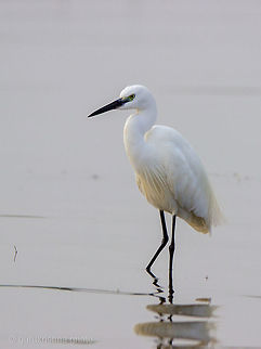 The Little Egret  Egretta garzetta,Geotagged,India,Little Egret