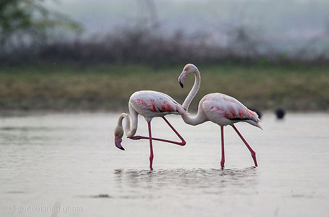 The Greater Flamingo  Geotagged,Greater Flamingo,India,Phoenicopterus roseus