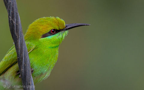 The Green Bee-eater  Geotagged,Green Bee-eater,India,Merops orientalis