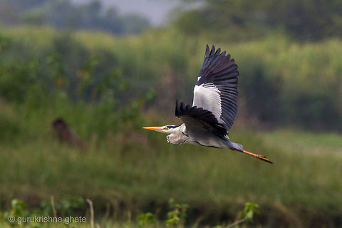 The Grey Heron  Ardea cinerea,Geotagged,Grey Heron,India