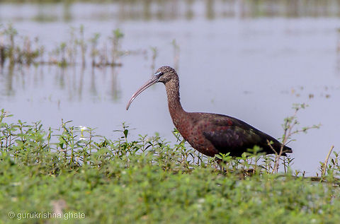 The Glossy Ibis  Geotagged,Glossy Ibis,India,Plegadis falcinellus