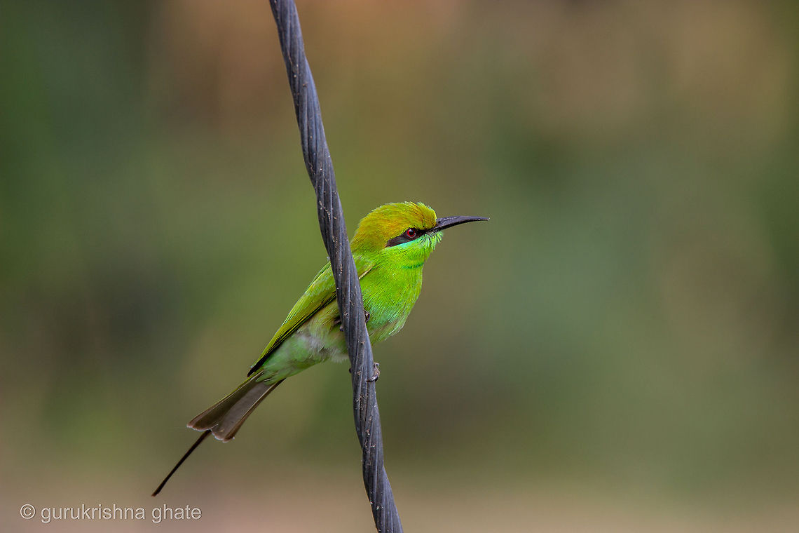 The Green Bee-eater  Geotagged,Green Bee-eater,India,Merops orientalis