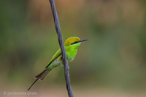 The Green Bee-eater  Geotagged,Green Bee-eater,India,Merops orientalis