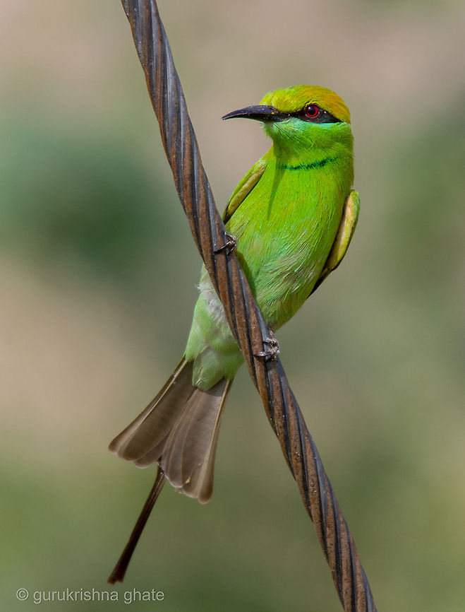 The Green Bee-eater  Geotagged,Green Bee-eater,India,Merops orientalis
