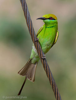 The Green Bee-eater  Geotagged,Green Bee-eater,India,Merops orientalis