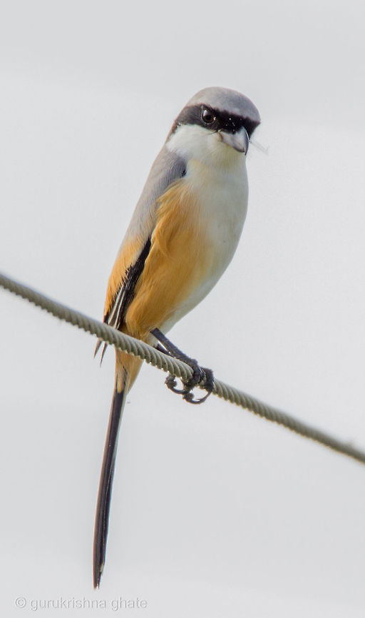 The Long-tailed Shrike  Geotagged,India,Lanius schach,Long-tailed Shrike