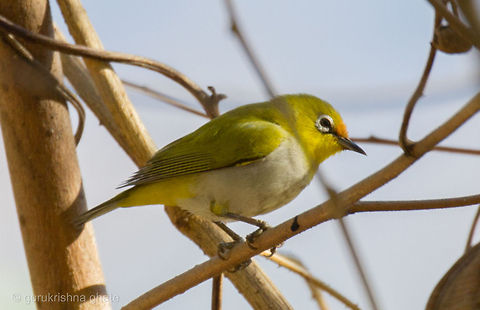 Oriental White eye  Geotagged,India,Oriental White-eye,Zosterops palpebrosus