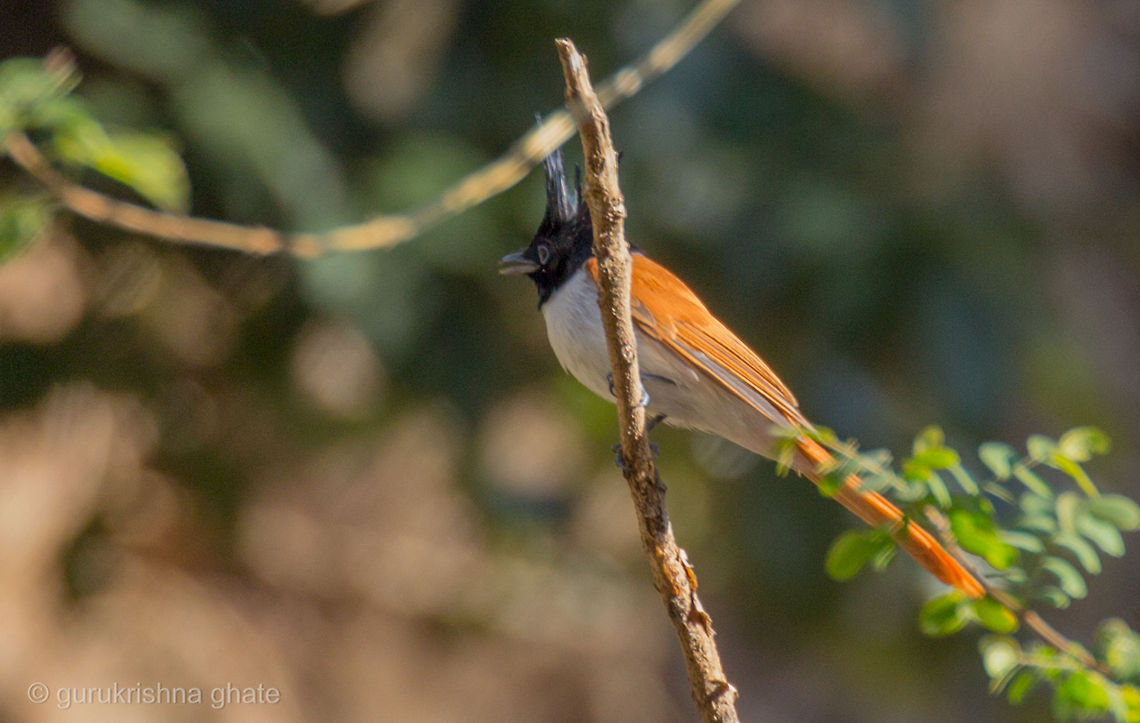 asian paradise fly catcher FEMALE  Asian Paradise Flycatcher,Geotagged,India,Terpsiphone paradisi