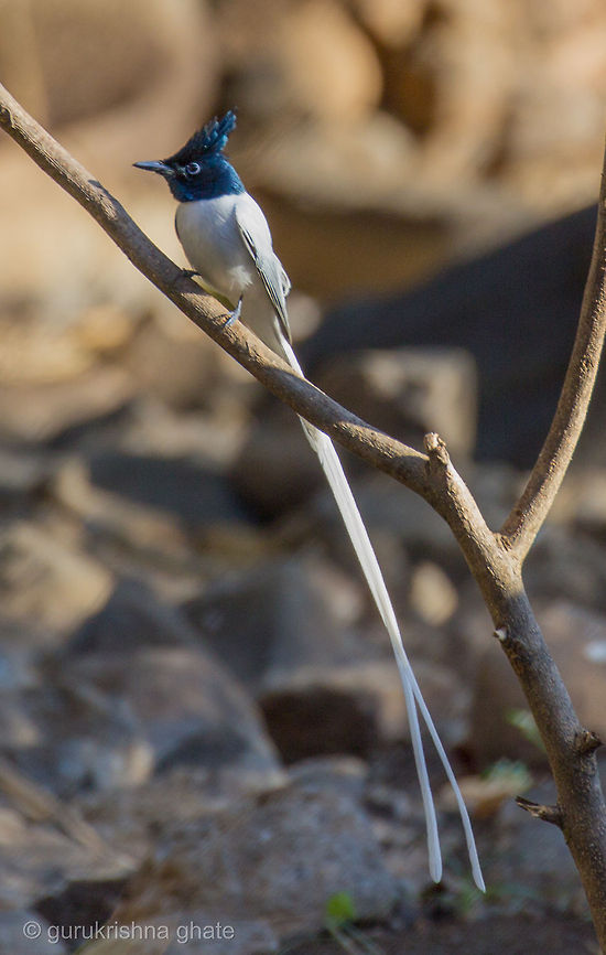 asian paradise fly catcher MALE  Asian Paradise Flycatcher,Geotagged,India,Terpsiphone paradisi