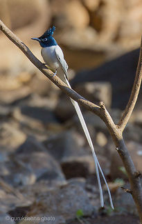 asian paradise fly catcher MALE  Asian Paradise Flycatcher,Geotagged,India,Terpsiphone paradisi
