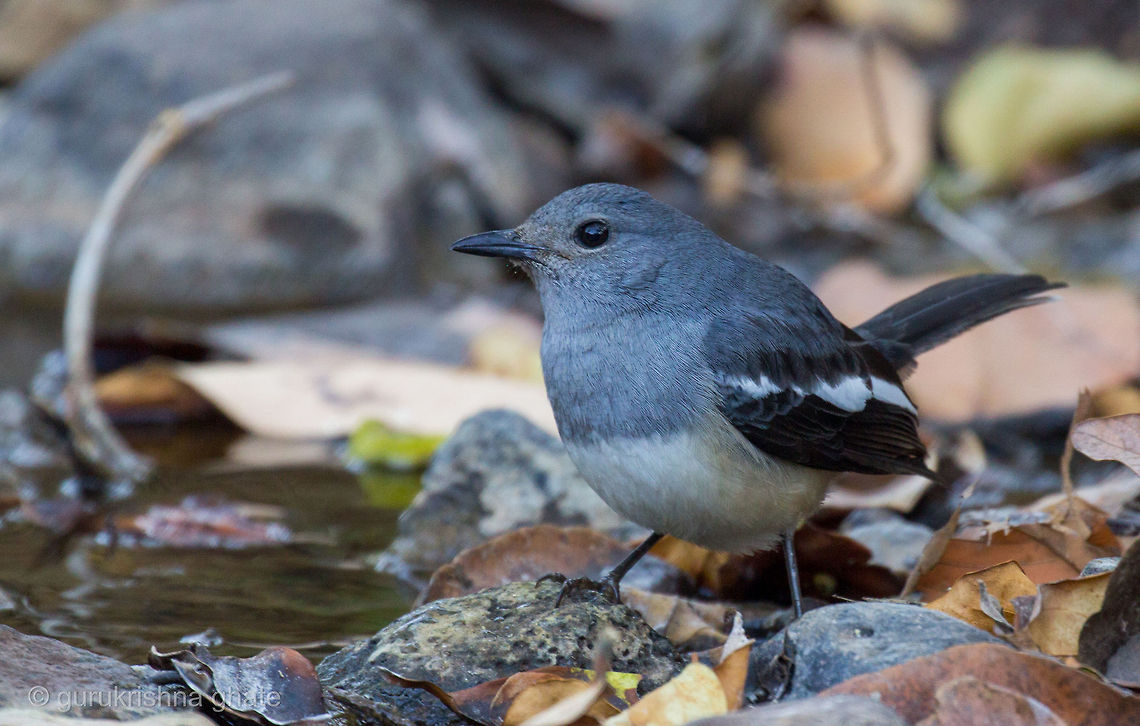 Magpie Robin  Copsychus saularis,Geotagged,India,Oriental Magpie-Robin