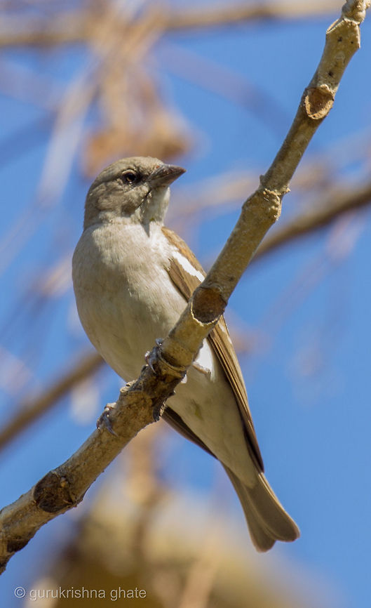 Yellow Throated Sparrow  Geotagged,India,Petronia xanthocollis,Yellow-throated sparrow