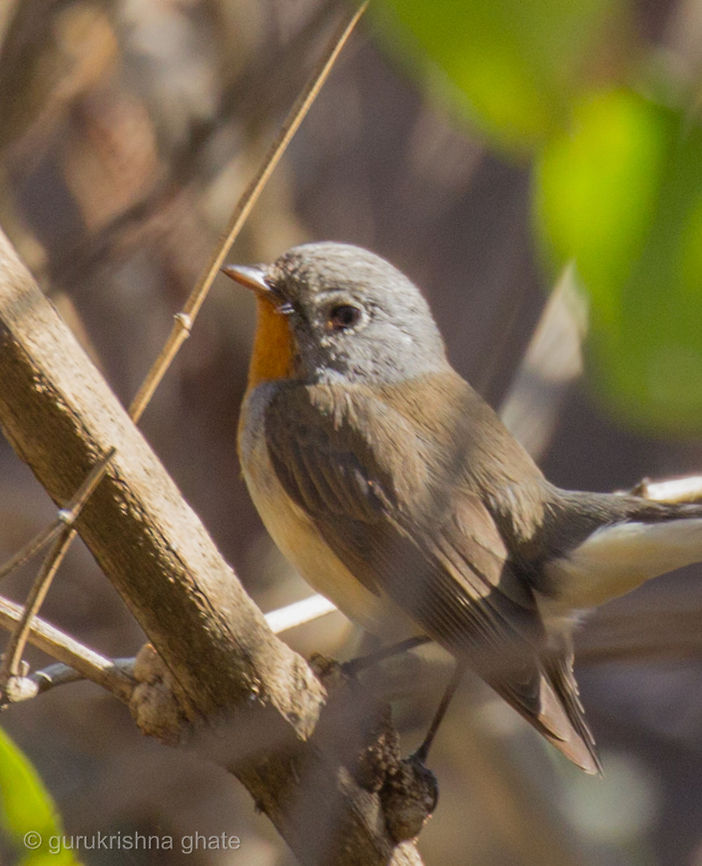 Taiga Flycatcher  Ficedula albicilla,Geotagged,India,Taiga flycatcher