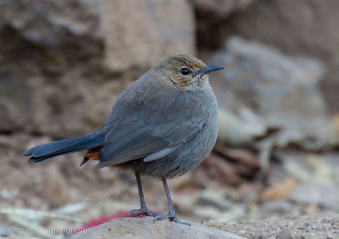 Indian Robin Female  Geotagged,India,Indian Robin,Saxicoloides fulicatus