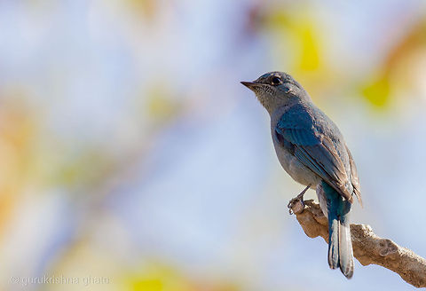 Verditer Flycatcher  Eumyias thalassinus,Geotagged,India,Verditer Flycatcher