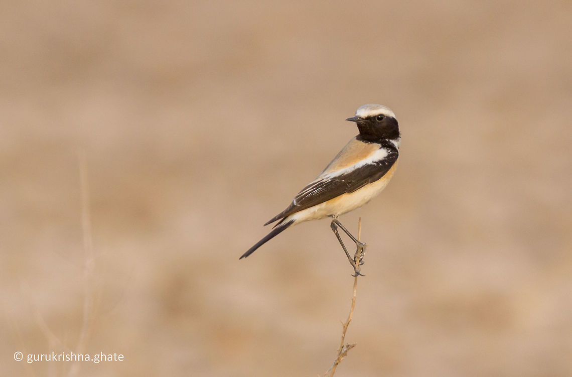 Desert wheatear  Desert wheatear,Geotagged,India,Oenanthe deserti,Winter