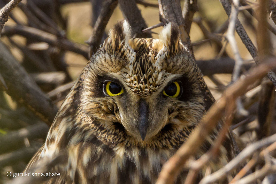 The Short-Eared Owl  Asio flammeus,Atelocynus microtis,Geotagged,India,Short-Eared Owl,Short-eared dog,Winter