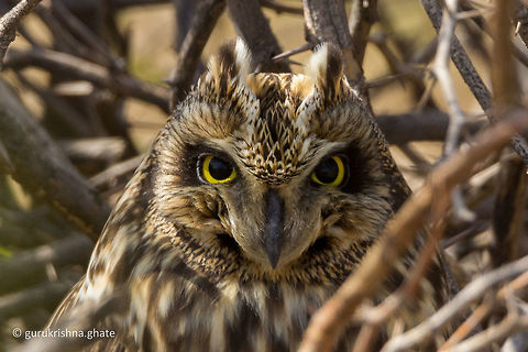 The Short-Eared Owl  Asio flammeus,Atelocynus microtis,Geotagged,India,Short-Eared Owl,Short-eared dog,Winter