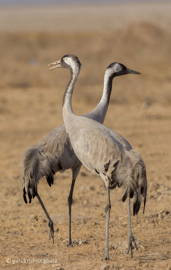 The Common Crane  Common Crane,Geotagged,Grus grus,India,Winter