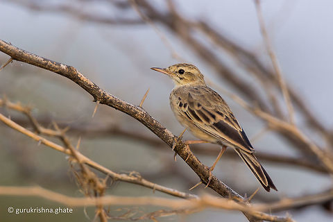The tawny pipit  Anthus campestris,Geotagged,India,Tawny pipit,Winter