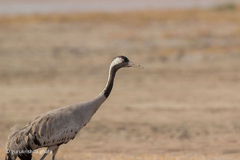 The Common Crane  Common Crane,Geotagged,Grus grus,India,Winter