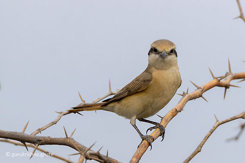 Isabelline Shrike  Geotagged,India,Isabelline shrike,Lanius isabellinus,Winter