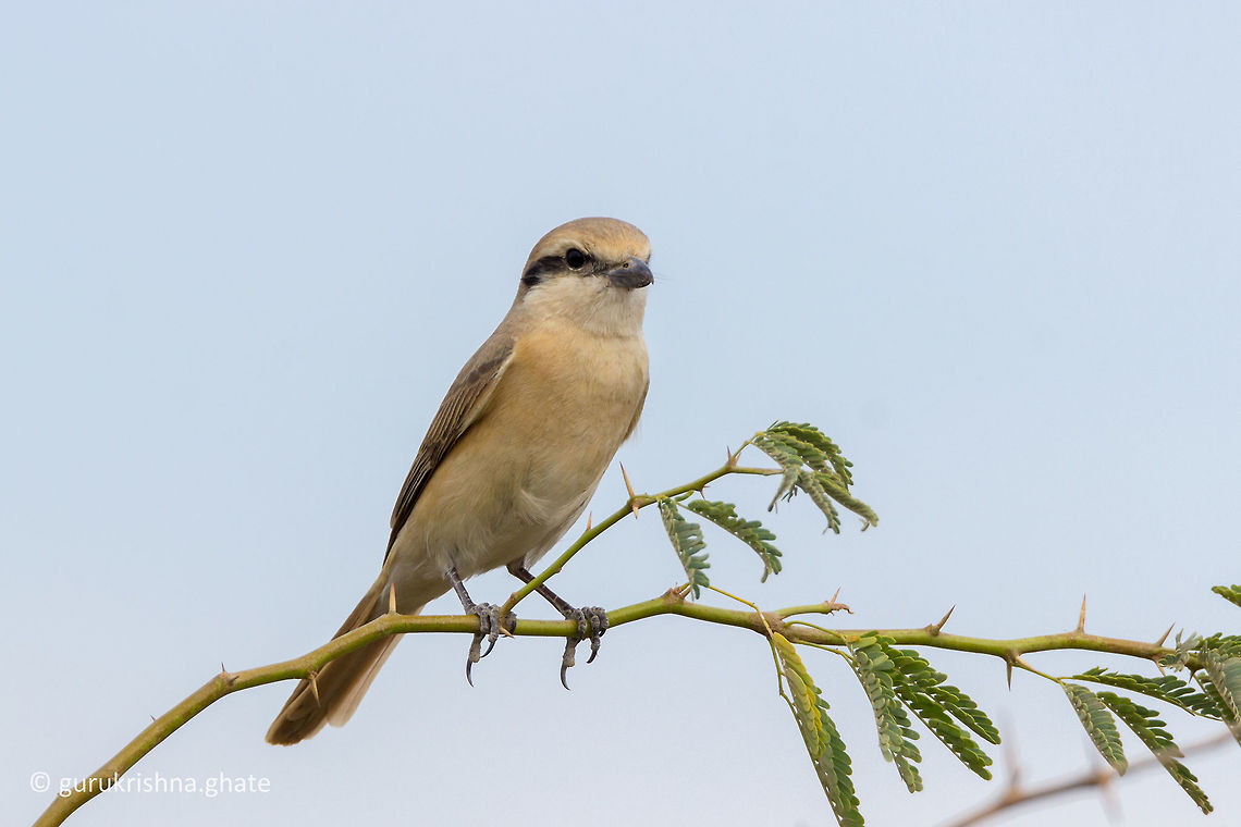 The Isabelline shrike  Geotagged,India,Isabelline shrike,Lanius isabellinus,Winter
