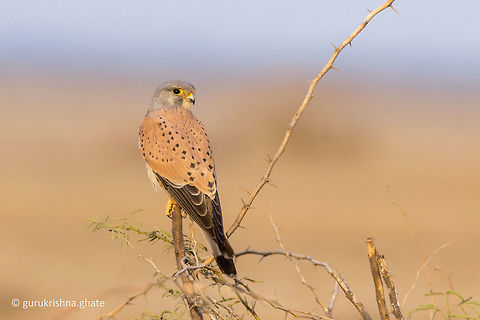 The Common Kestrel  Common Kestrel,Falco tinnunculus,Geotagged,India,Winter