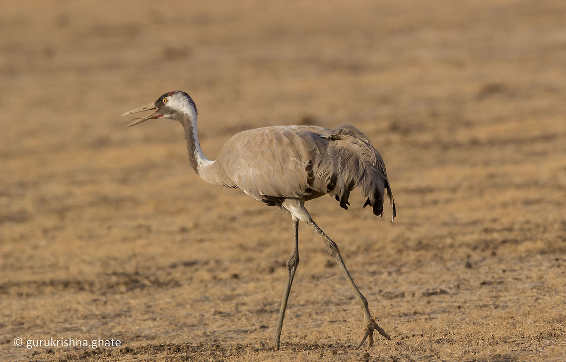 The Common Crane  Common Crane,Geotagged,Grus grus,India,Winter