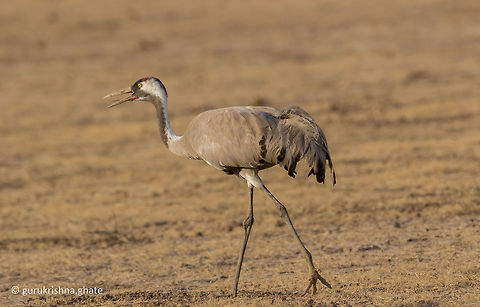 The Common Crane  Common Crane,Geotagged,Grus grus,India,Winter