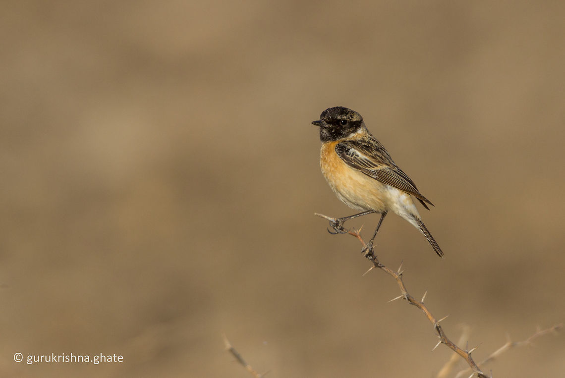 Siberian Stonechat  Geotagged,India,Saxicola maurus,Siberian stonechat,Winter