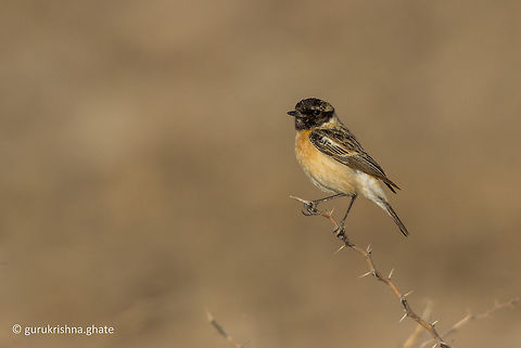 Siberian Stonechat  Geotagged,India,Saxicola maurus,Siberian stonechat,Winter