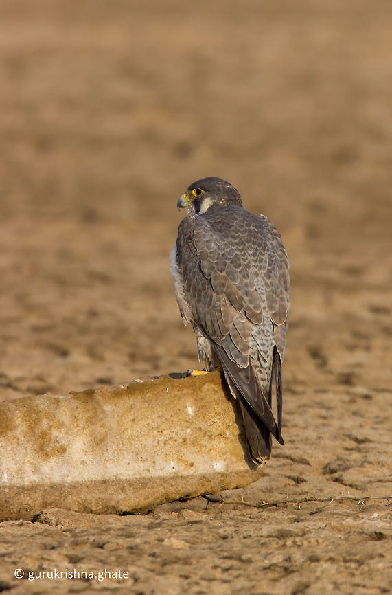 Peregrine falcon  Falco peregrinus,Geotagged,India,Peregrine Falcon,Winter