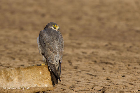 Peregrine falcon  Falco peregrinus,Geotagged,India,Peregrine Falcon,Winter