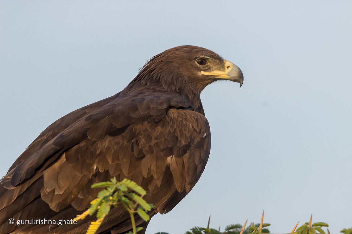 The Greater Spotted Eagle  Aquila clanga,Geotagged,Greater Spotted Eagle,India,Winter