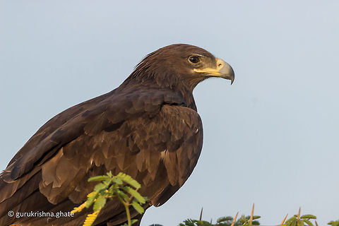 The Greater Spotted Eagle Aquila clanga,Geotagged,Greater Spotted Eagle,India,Winter