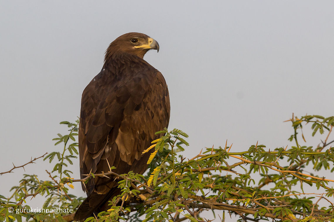 The Greater Spotted Eagle  Aquila clanga,Geotagged,Greater Spotted Eagle,India,Winter