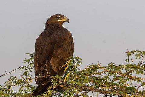 The Greater Spotted Eagle  Aquila clanga,Geotagged,Greater Spotted Eagle,India,Winter