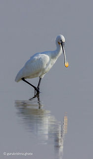 Eurasian spoonbill  Eurasian Spoonbill,Geotagged,India,Platalea leucorodia,Winter