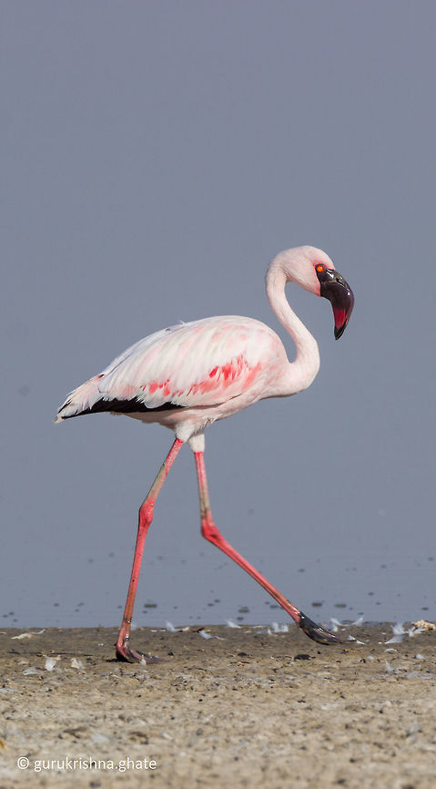 Lesser flamingo  Geotagged,India,Lesser Flamingo,Phoenicopterus minor,Winter