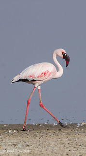 Lesser flamingo  Geotagged,India,Lesser Flamingo,Phoenicopterus minor,Winter