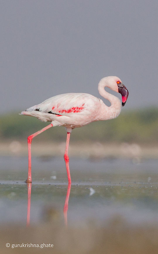 Lesser flamingo  Geotagged,India,Lesser Flamingo,Phoenicopterus minor,Winter