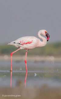 Lesser flamingo  Geotagged,India,Lesser Flamingo,Phoenicopterus minor,Winter