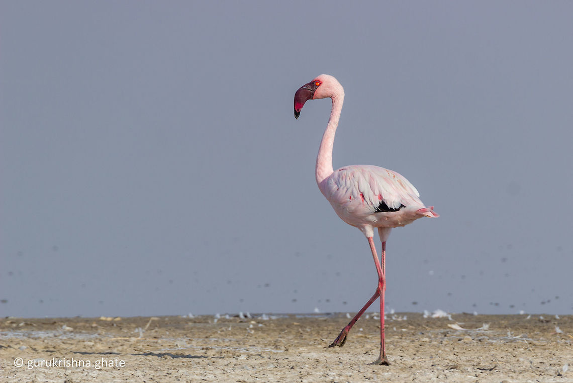 Lesser flamingo  Geotagged,India,Lesser Flamingo,Phoenicopterus minor,Winter